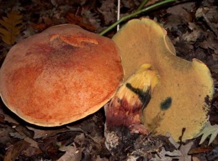   Boletus queletii